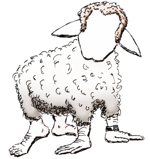 sheep
