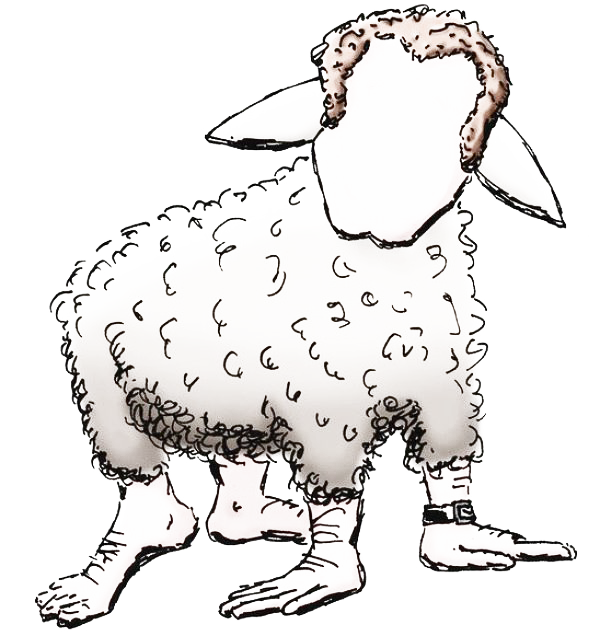 sheep